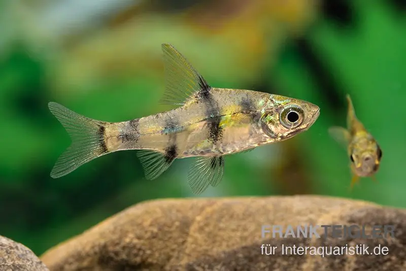 Goldene Zwergbarbe, Pethia aurea (Minifisch)