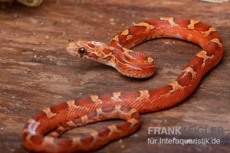 Kornnatter, Pantherophis guttatus BLOOD