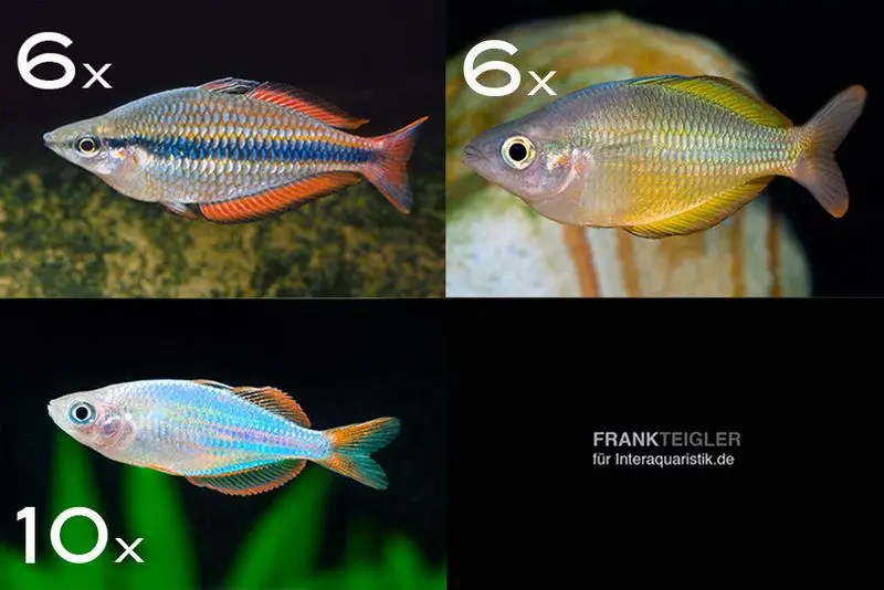 Zierfisch-Sortiment Regenbogenfische für 120 cm