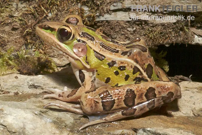 Leopardfrosch, Rana pipiens