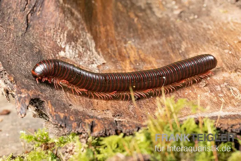 Amerikanischer Tausendfüßer, Narceus americanus