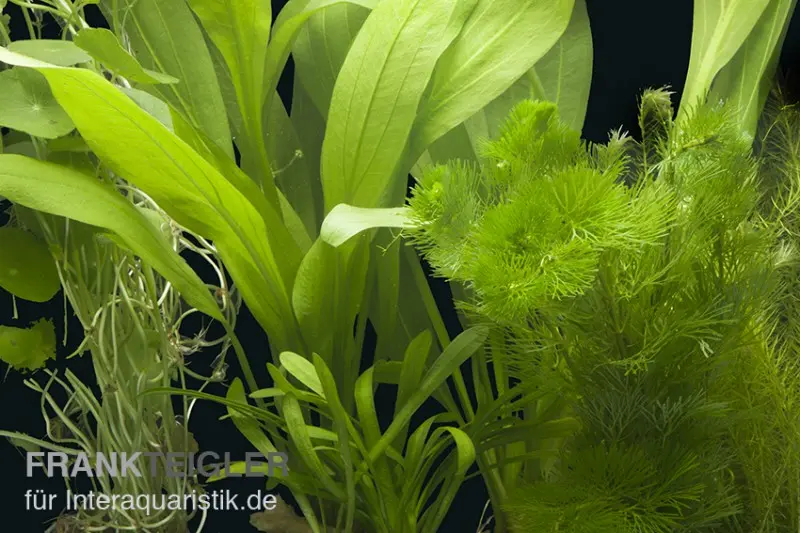 Aquarienpflanzen-Sortiment "Amazonas" für 60 cm Aquarium, Aquarienpflanzen-Set