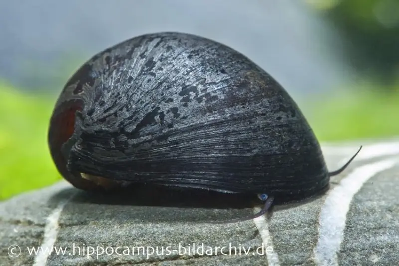 Anthrazit-Napfschnecke / Stahlhelmschnecke, Neritina sp