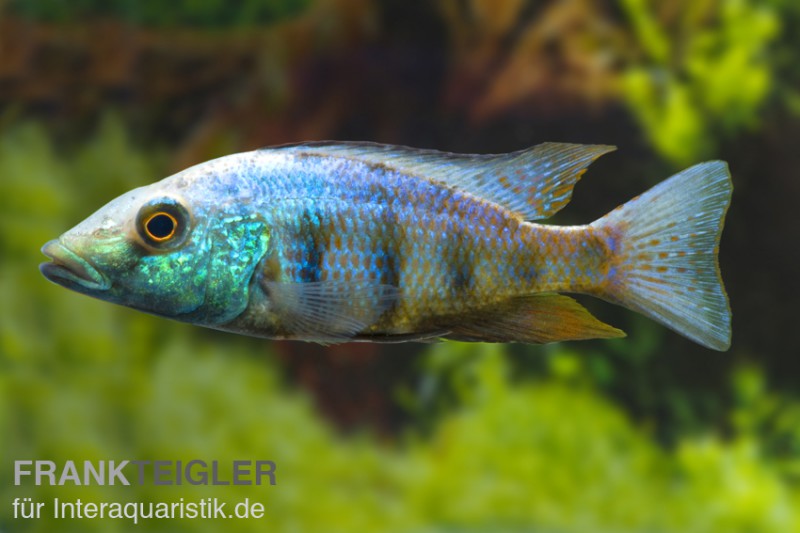 Sandtaucher, Fossorochromis rostratum, DNZ