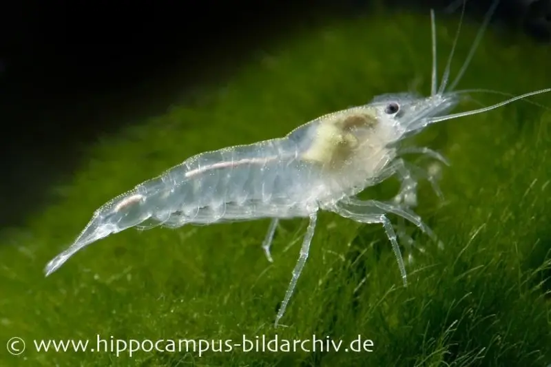 Weißperlengarnele, Neocaridina cf. zhangjiajiensis "White Pearl"