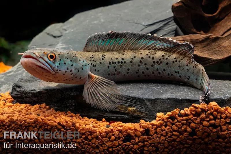 True Blue Schlangenkopf, Channa sp. „True Blue Snakehead“