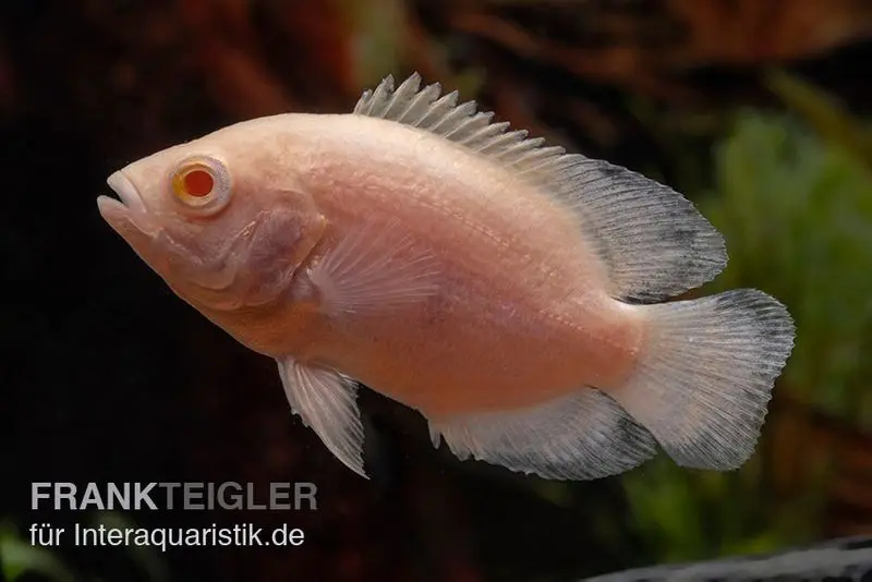 Albino Oscar, Pfauenaugenbuntbarsch, Astronotus ocellatus