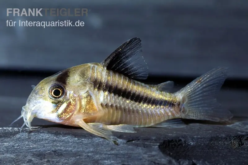 Axelrods Panzerwels, Corydoras axelrodi