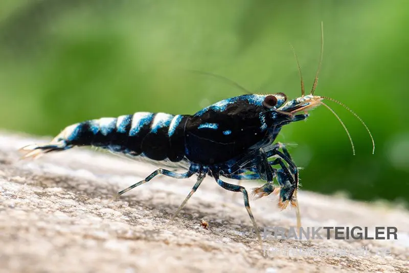 Black Zebra Pinto Garnele, Caridina spec. (Taiwan Bee)