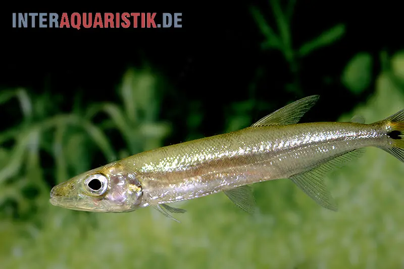 Zwerg-Barracuda-Salmler, Acestrorhynchus cf. minimus