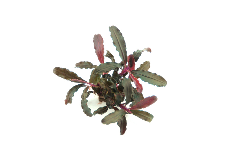 Bucephalandra sp. "Red Scorpio", im Topf