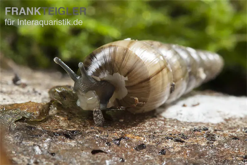 Trompetenschnecke, Subulina sp. Nigeria