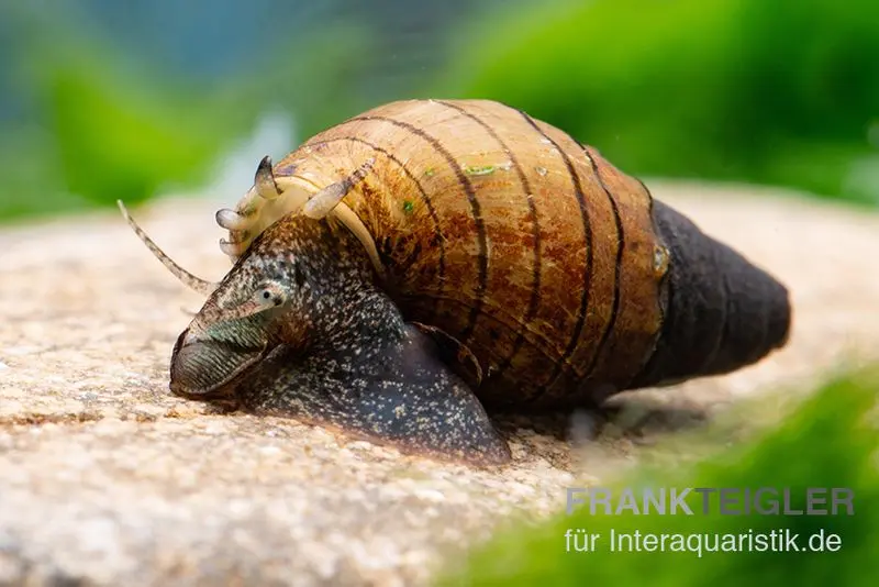 Rotfuß-Turmdeckelschnecke, Tarebia lineata (Spiky-Turmdeckelschnecke)