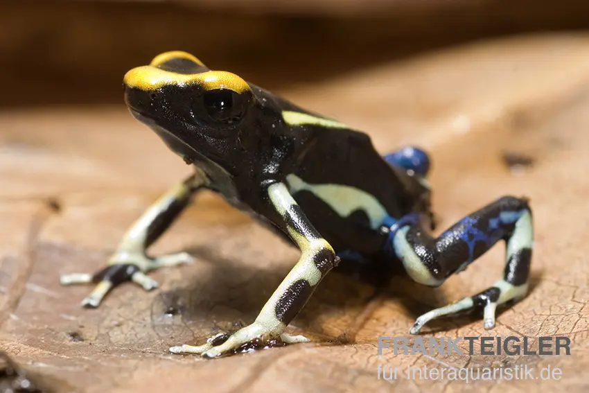  Färberfrosch, Dendrobates tinctorius "Alanis"