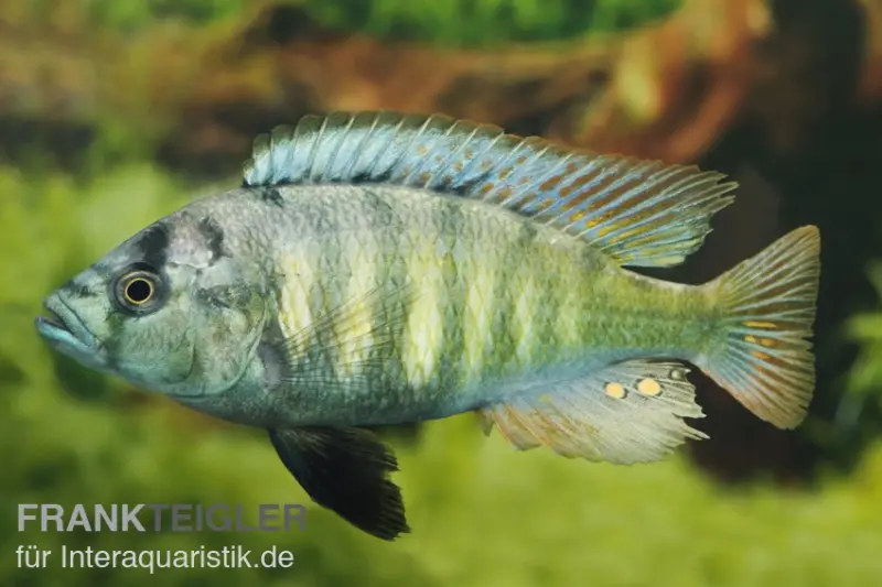 Haplochromis brownae