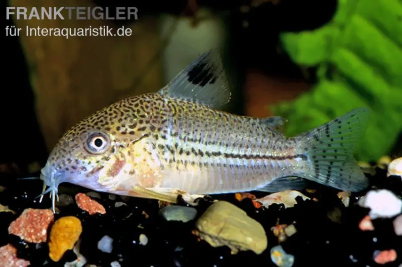 Julii-Panzerwels, Corydoras julii