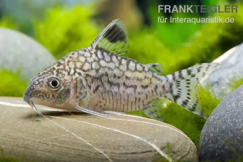 Netzpanzerwels, Corydoras reticulatus