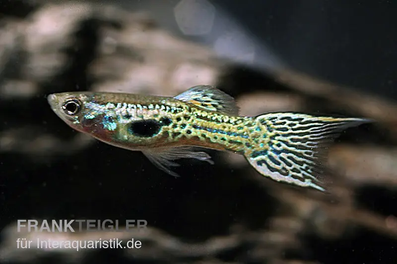 Gelber Cobra Endler Guppy, Poecilia wingei