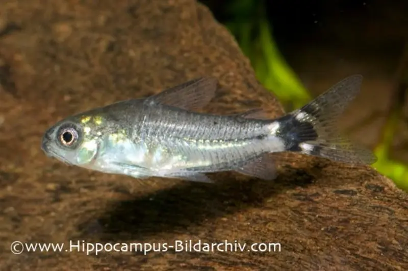 Sichelfleck-Zwergpanzerwels, Corydoras hastatus (Minifisch)