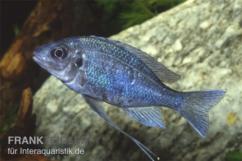 Blauer Fadenmaulbrüter, Ophthalmotilapia ventralis