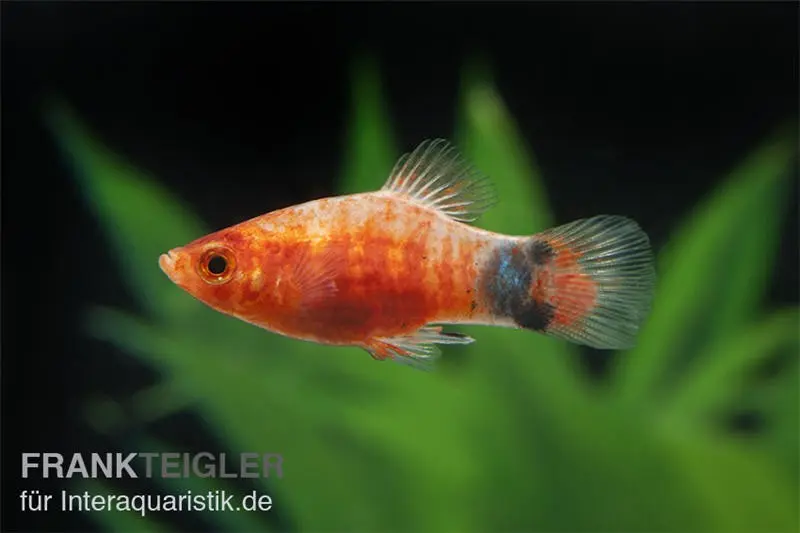 Bleeding Heart Mickey Mouse Platy, Xiphophorus maculatus