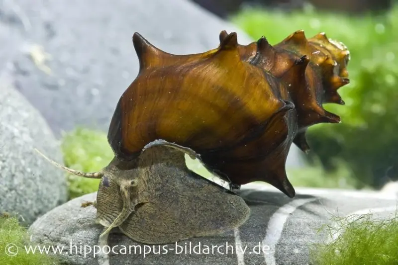 Stachelige Turmdeckelschnecke, Brotia pagodula