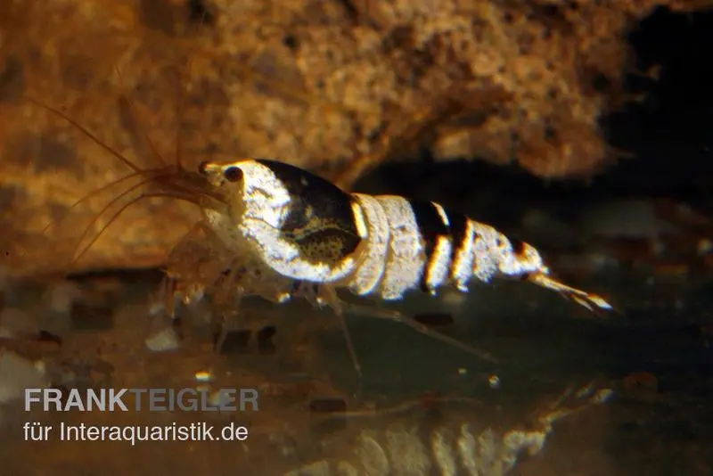 Black Bee Mosura Garnele, Caridina logemanni