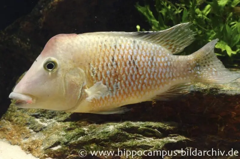 Rothauben-Erdfresser, Geophagus steindachneri