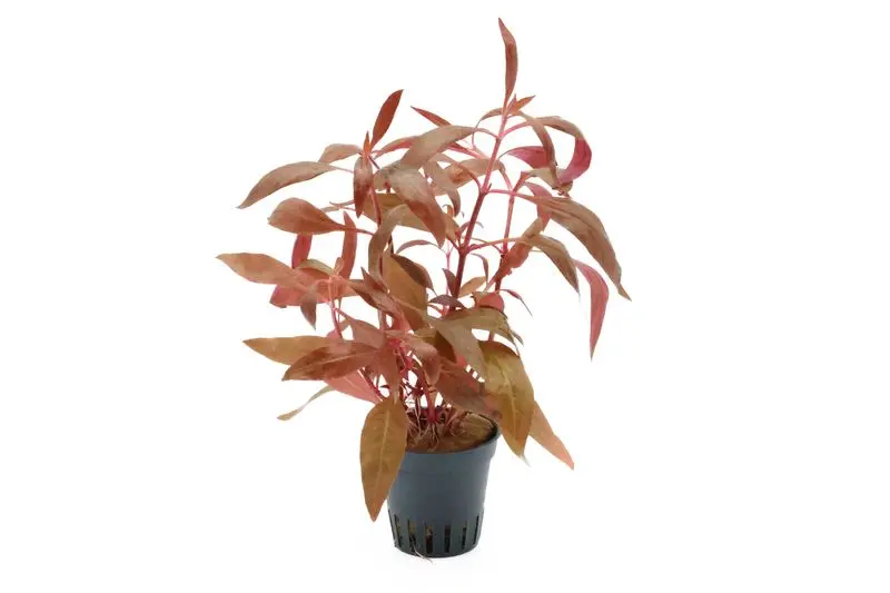 Rotes Papageienblatt, Alternanthera reineckii "Rosa", im Topf