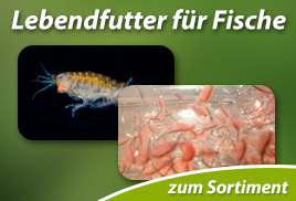 Lebendfutter für Fische