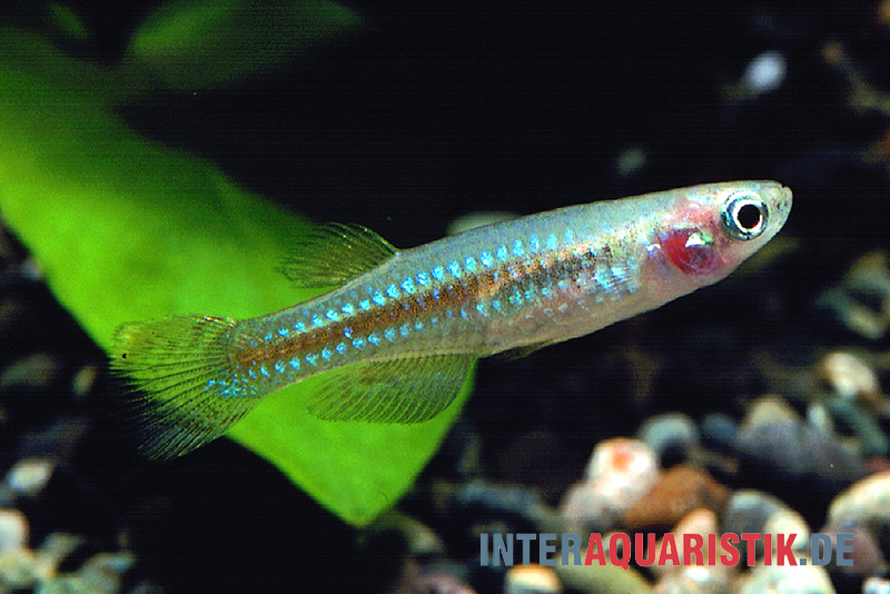 Vielfarbiger Leuchtaugenfisch, Aplocheilichthys pumilus