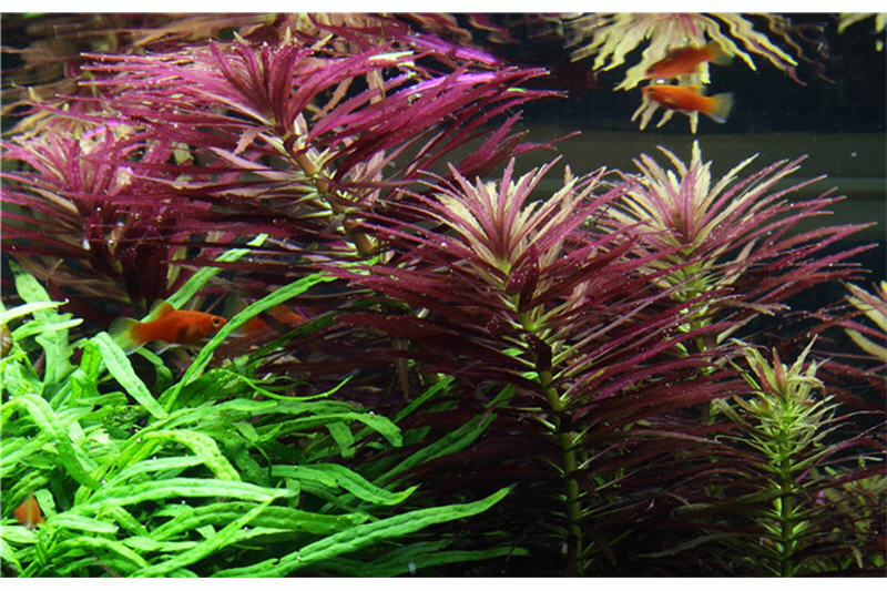 Tannenwedel-Sumpffreund, Limnophila hippuridoides, im Topf