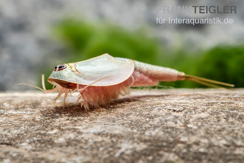 Triops longicaudatus, Pure Eier, 50 Eier