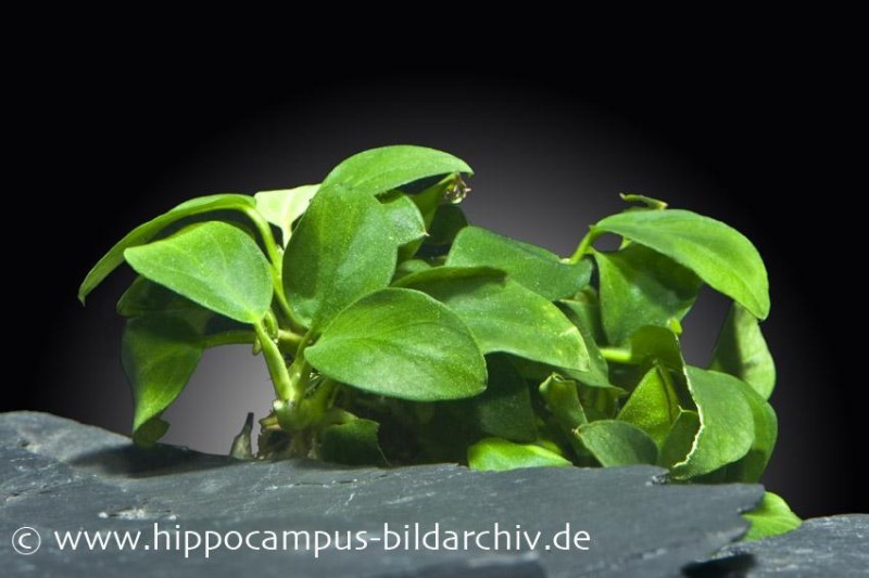 Kleinstes Zwergspeerblatt, Anubias nana Bonsai, In Vitro