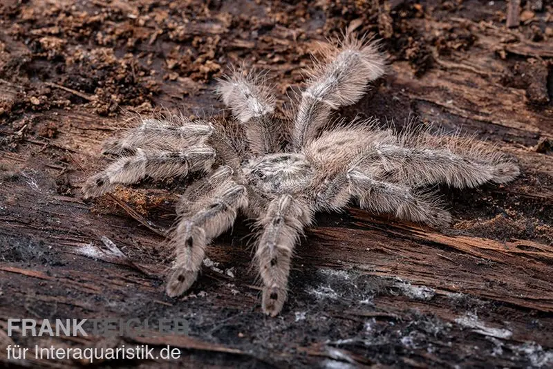 Marmorvogelspinne, Heteroscodra maculata 