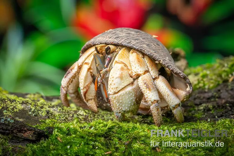 Marmor-Einsiedlerkrebs, Coenobita sp. "Marble"