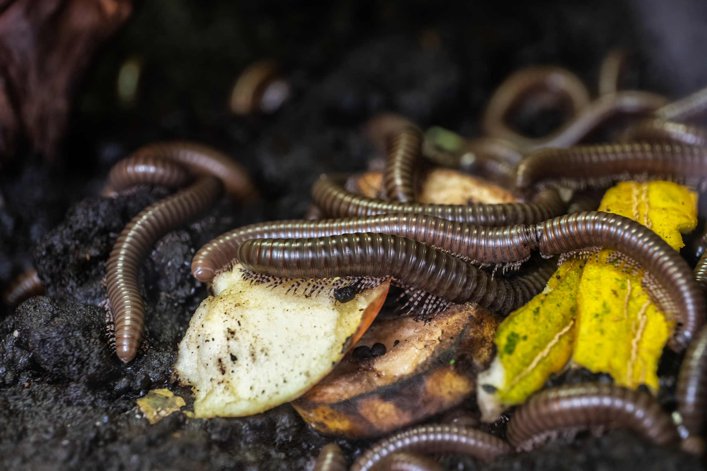 Grüner Tausendfüßer, Telodeinopus aoutii 