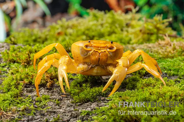 Banana-Crab, Terrathelphusa sp.