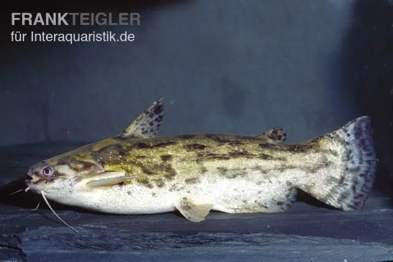 Wurzelwels, Trachelyopterus galeatus