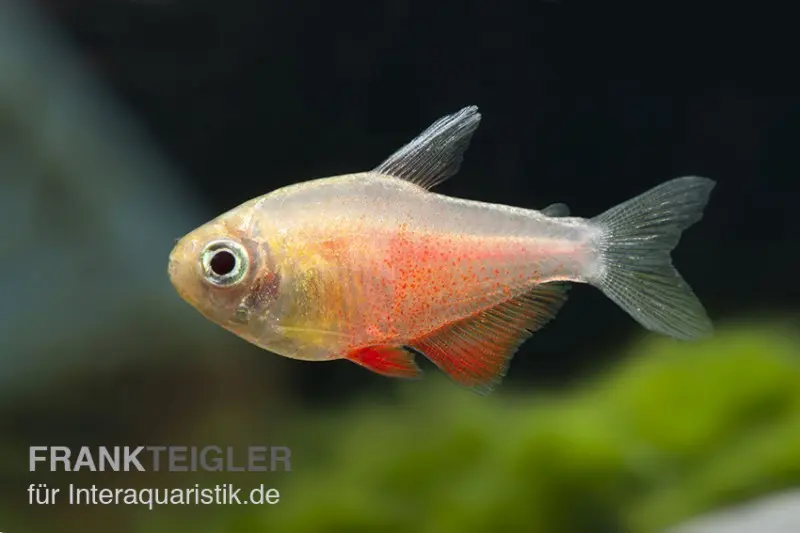 Roter von Rio orange, Hyphessobrycon flammeus