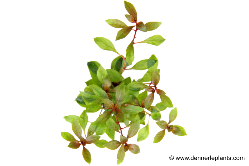 Rubinrote Ludwigie, Ludwigia repens "Rubin", im Topf