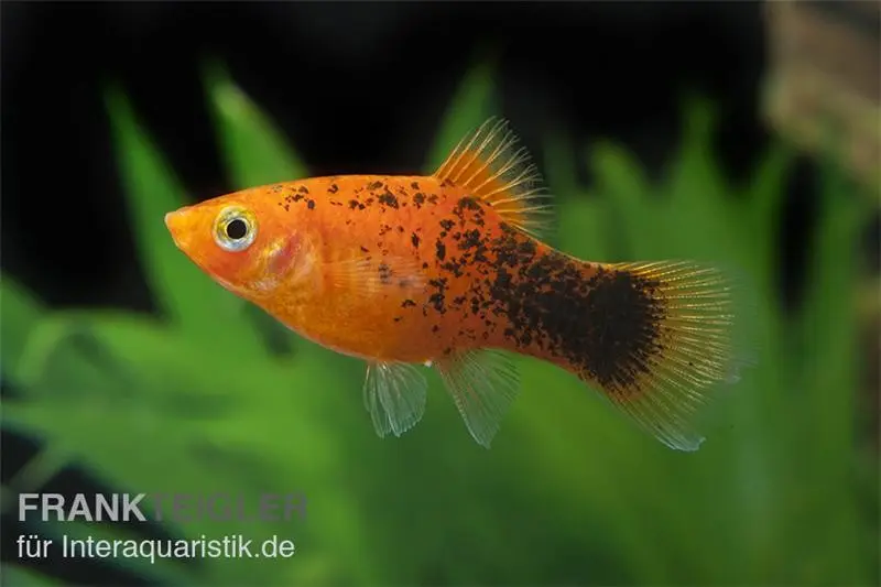 Roter Calico Platy, Xiphophorus maculatus