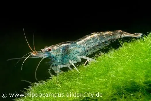 Blaue Zwerggarnele, Neocaridina babaulti