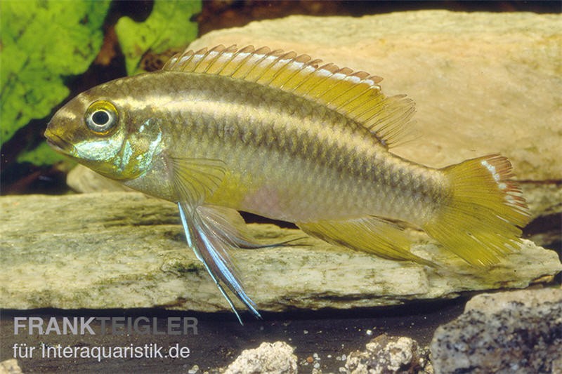 Gelber Purpurprachtbarsch, Pelvicachromis pulcher yellow