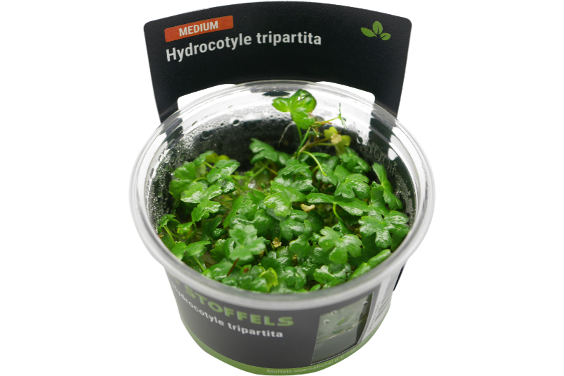 Japanischer Wassernabel, Hydrocotyle tripartita, In Vitro