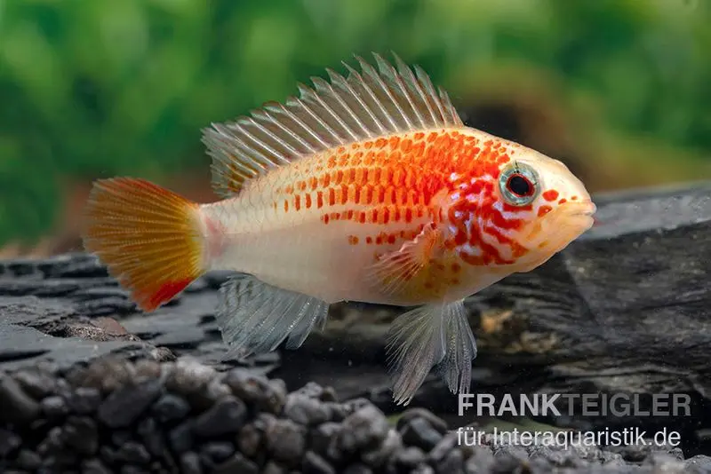 Schwarzkehlbuntbarsch gold, Apistogramma viejita gold, paarweise