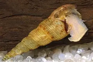 Turmdeckelschnecke, Melanoides tuberculata