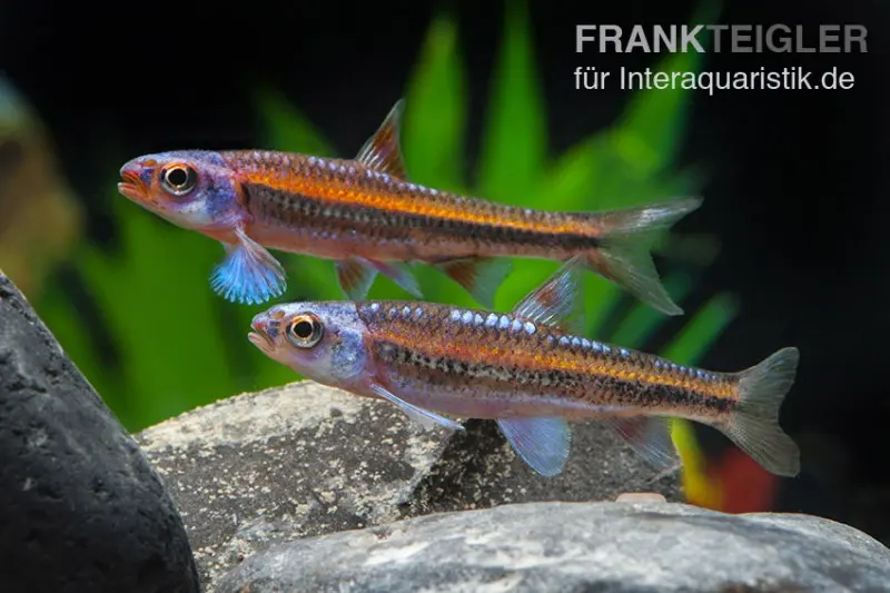 Regenbogenelritze, Notropis chrosomus (Kaltwasser & Warmwasser), DNZ