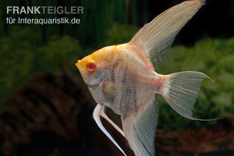 Albino-Goldmarmor-Skalar, Pterophyllum scalare