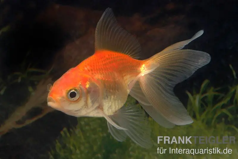 Schleierschwanz rot, Carassius auratus, (Kaltwasser)